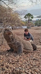 Why the Komodo Dragon is considered the most dangerous lizard in the world