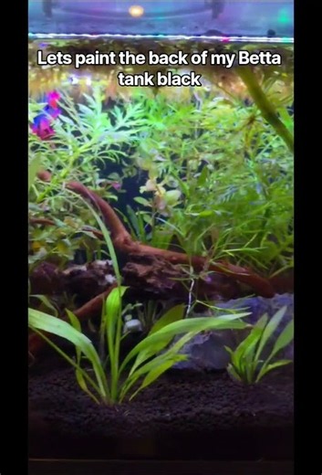 Painting my Betta tank background with black, acrylic paint #bettafish #aquarium #aquascape