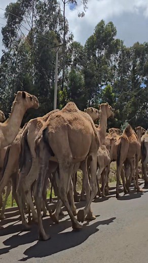 Nyahururu ni kama tutahost camel 🐫 derby soon. | Josh Moch
