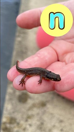 Nature ABCs! 🍎 🦆 🌱 #abcd #kidssongs #kidsvideo #singalong #children #kids #toddlers #abc #nature