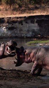1.8M views · 26K reactions | An alpha hippo is challenged by two outside males. KATAVI: Africa’s Fallen Paradise continues Wednesday, April 9 at 8/7c on PBS. | Nature | PBS | Facebook