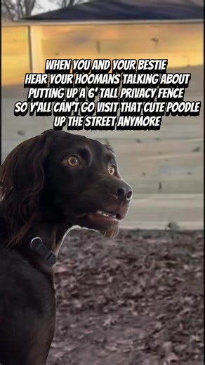 As much as we love love, we get it. Call 980-473-9692 to schedule a free estimate today #dogownerproblems #dogsofcharlotte #charlottenc #cltnc #fencebuilder