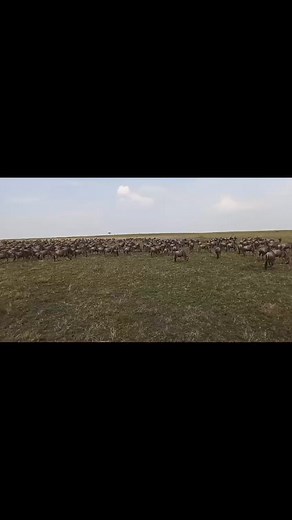 7days wildebeest Kenya 🇰🇪. "The Great Wildlebeest Migration: A Spectacle of Nature’s Masterpiece"Experiencing the wildebeest migration is like witnessing a grand performance of nature. Picture this: you stand on the sun-drenched savannah of the Serengeti, where the air buzzes with anticipation. As far as the eye can see, thousands of wildebeests start to move as one, a living, breathing river of animals flowing across the plains.From June to October, this migration becomes a breathtaking dance
