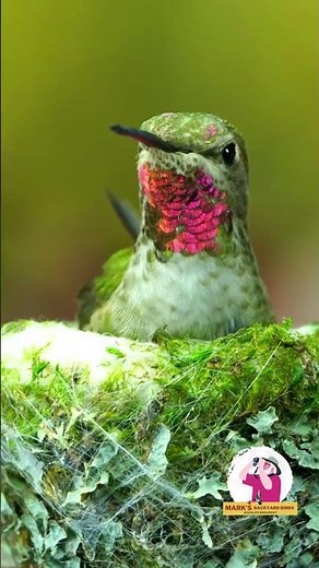 🐣 How Many Times Do Hummingbirds Nest? It Depends!