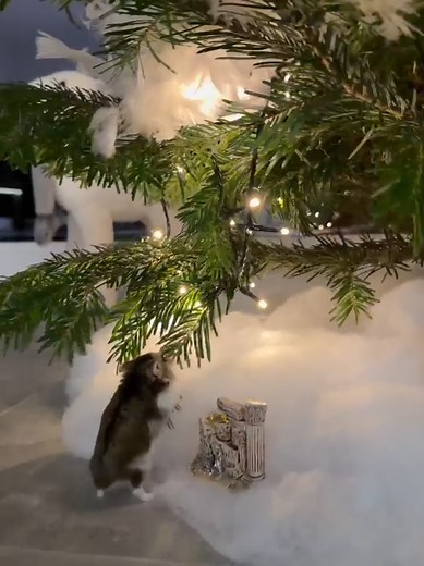 Cookie's third Christmas 🎄 #cookie #hamster #dwarfhamster #hamstersoftiktok #christmastime #cute #hamsterlove #funnyhamster #hamsterlife