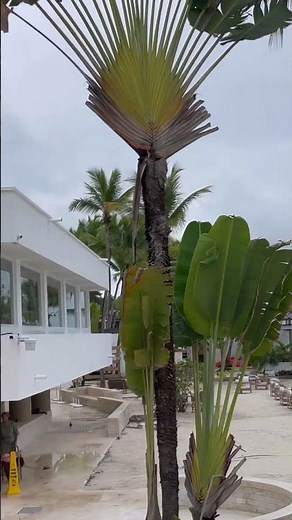 Hotel Santo Domingo Bay convertion resort y casino #travel #bocajuniors