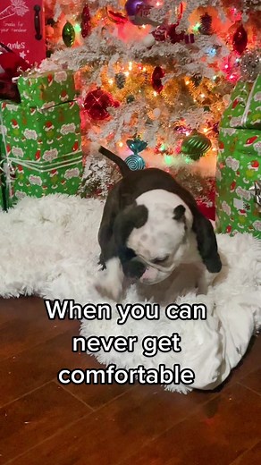 Grouchy Cowboy #dogs #tiktokholidays #fyp