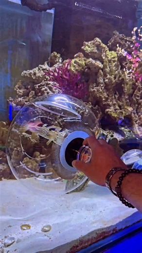 TankMatez | No Bait Trapping Session with a 12” Bubble Fish Trap for 1” thick tank glass. This is a 450 gallon aquarium. The store was too busy to... | Instagram