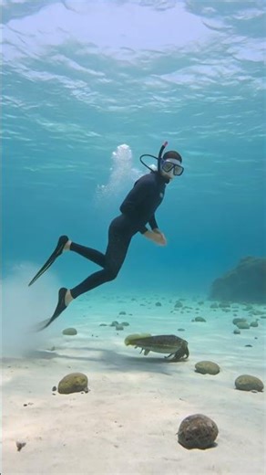 Day 3 of cully finding food and encountering a diver #cute #cuttlefish #ocean #food #nature #ocean