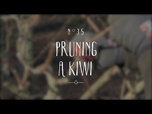 How to prune a kiwi plant