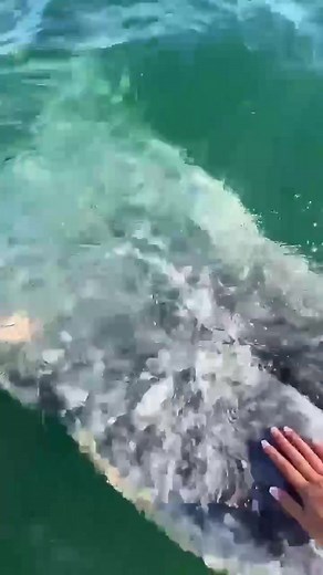 Beautiful women group out to sea, give the whale tickle, temporarily relieve the whale barnacle pain.#Whale #deepblue #oceananimals #foryou