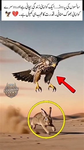 Flight for Life: Hawk vs Rabbit#shorts#ytshorts#youtubeShorts#viral#trending#wildlife#nature#rabbit