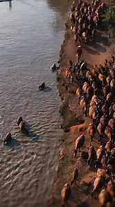 1.5M views · 10K reactions | The intentional release of animal pathogens may pose significant threats to global security. The animal health and security communities have an important role to play to prevent the use of animal pathogens as bioweapons. | World Organisation for Animal Health | Facebook