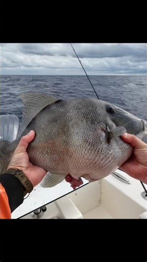 Triggerfish on ice - Onslow Bay, N.C #northcarolinafishing #bottomfishing #offshorefishing #fishing