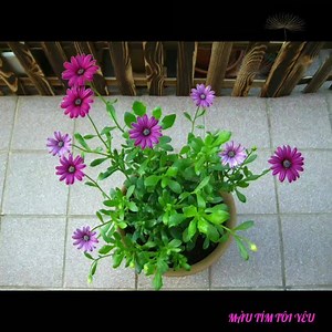 2M views · 5.4K reactions | Chiều thứ bảy đìu hiu con phố... Hoàng hôn về buông nỗi nhớ xa... Bao lần thứ bảy trôi qua... Thời gian như chẳng xóa nhòa dấu yêu... Em đợi anh một chiều như thế... Bao ngọt ngào anh đến bên em... Con đường góc phố dịu êm... Rộn ràng giây phút khi em bên chàng... #NÀNGTÍM | MÀU TÍM TÔI YÊU | Facebook