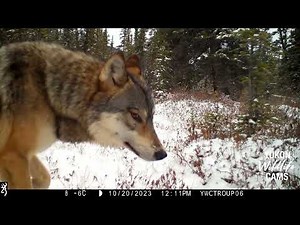 Remote trail camera activity from northern Canada