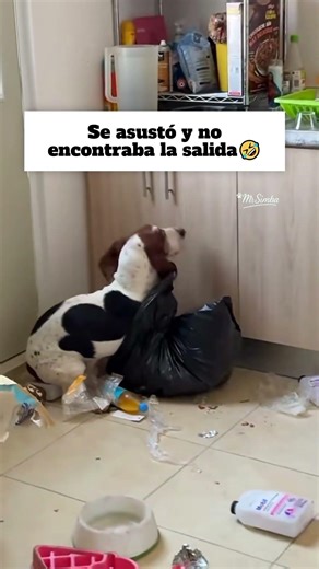 Buscando alguito en la basura🤣#perros #traviesos
