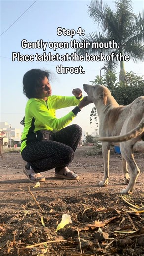 How to give medicine to a stray dog (Step 6 is vital!) #straydogs #shortsfeed