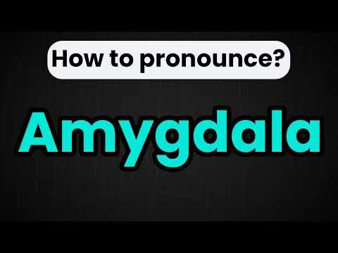 Amygdala Pronunciation | How To Say Amygdala