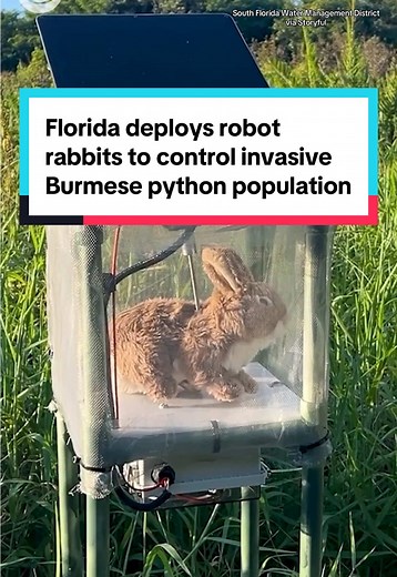 Robot rabbits have been deployed to combat invasive Burmese pythons in Florida's Everglades and lure them out of their hiding spots. The South Florida Water Management District and University of Florida researchers set up 120 of the bots, which produce heat and emit a smell designed to attract the pythons. #rabbits #burmesepython #florida #everglades