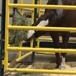 Why NOT to Use Hay Nets or Bags