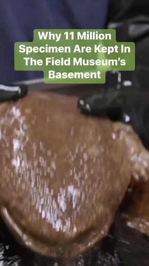 3.9K views · 35 reactions | From fish and snakes to frogs and Komodo dragons, the Field Museum in Chicago preserves almost everything. We visited the museum to find out why its specimen collection is so vast. #lifestyle #reels #business #markets | Business Insider Africa | Facebook