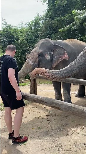 The Secret Life of Asian Elephants | Why These Gentle Giants Are the Heart of Our Ecosystem