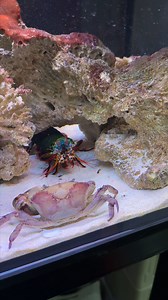 Mantis shrimp fighting a crab with Powerful Punch👊 | Tucan Aquatics