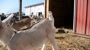 213 reactions · 31 shares | The baby goats are loving being able to run around outside! Yesterday, before Jim had the children rake out the bedding piles, he opened the pen up and let the baby goats run and jump on them. (of course, they mostly just ran around them LOL) PJ | Goat Milk Stuff | Facebook