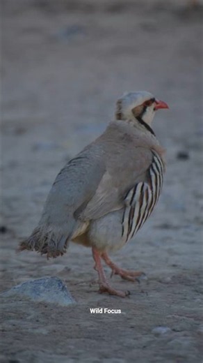 Chakor Partridge Stunning Markings You've Never Seen #birds #4k #wildlife