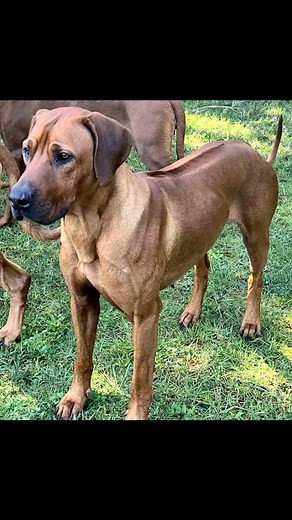 Our gorgeous Piri (Oceansridge Perfect Spice of Sandridge) by Bobbi (Champion Sandridge Perfect Gentleman) out of Chili-Pepper (Ocean's Chili-Pepper From Simbawoyes Meerkat Manor) took her eighth challenge certificate yesterday at Huntly and District Championship Show qualifying for her title of New Zealand Champion | Sandridge Rhodesian Ridgebacks