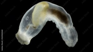 Sea cucumber Chirodota under a microscope, class Holothuroidea, order Apodida. Bottom organisms avoid light, so they are active at night. White Sea