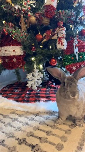 Rexbunns on Instagram: "Rules? What are those ? They’re meant to be broken with bunny’s ! Lol I guess since he’s just licking the snow flake it’s okay ❄️🐇 #bunny #christmastree #rabbit #trendingaudio #cute"