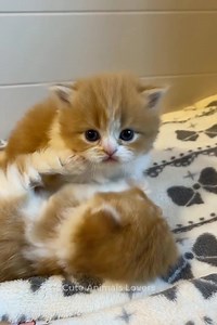 Omg so absolutely lovely 😍🥰😘 | Simple Living