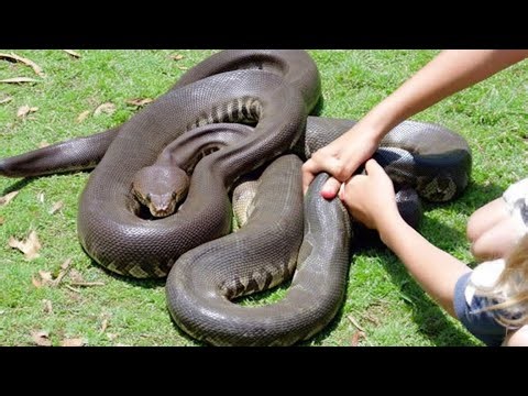 Amazing Python With Shiny Scales