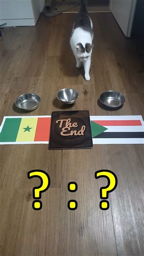 Oracle Cat | Oracle Cat predicts Senegal vs. Sudan. She predicts a win for Senegal. #OracleCat #afcon #senegal #prediction Who will win? | Instagram