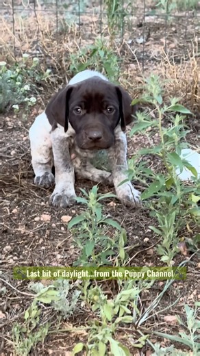 Rompin around before bed.. what a day! #gsp #puppy #dog #love #funny #cute #shorts #birddog #hunting