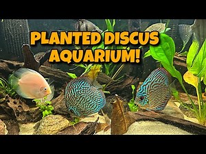 ALL MY AQUARIUMS! NEW 125 Gallon Planted DISCUS Fish Tank!