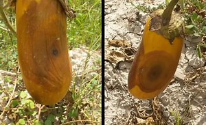 Eggplant’s newest pathogenic fungus »  Emerging Pathogens Institute » University of Florida