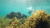 Beautiful underwater view of ocean life with a woman snorkeling. A...