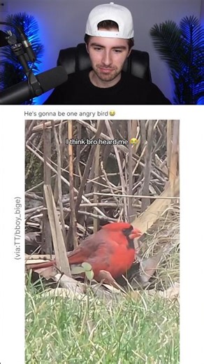 BRO FOUND ANGRY BIRD IN REAL LIFE 😭