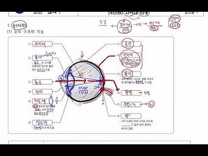 [중3] [4단원 자극과 반응] (1) 눈(시각)의 구조와 기능