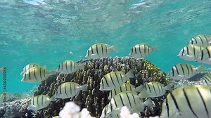 Maldives convict surgeonfish shoaling is foraging at the coral reef