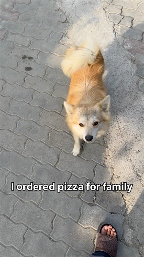 Who said brothers have to be human? 🐾✨ #dog #funnypets #doglover #shorts