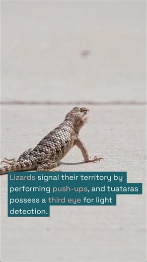 Reptile Behavioral Adaptations