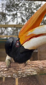 Raja the rhinoceros hornbill is such a curious gal 🥰 | North Florida Wildlife Center
