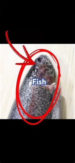 How to debone a fish #animalcompany #ac #howtobasic #meme #fish #gtag