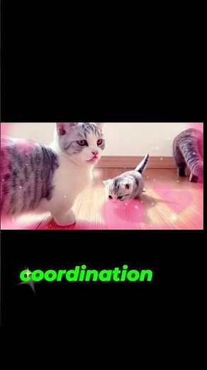 The secret behind the Munchkin walk #animalrescue #cat #lifeisbutadream