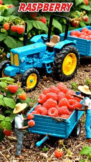 Raspberry Farming #raspberry #farming #shorts #trending #viralshorts