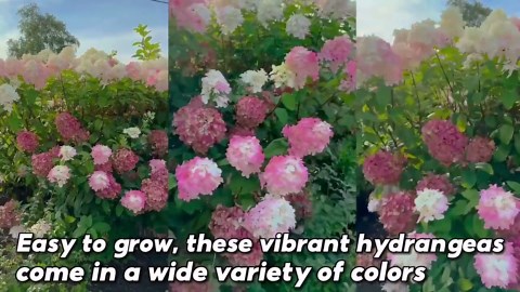 Pinky Winky Hydrangea Tree Live Plant, 4" Pot, 1 Year Old Well-rooted - Etsy